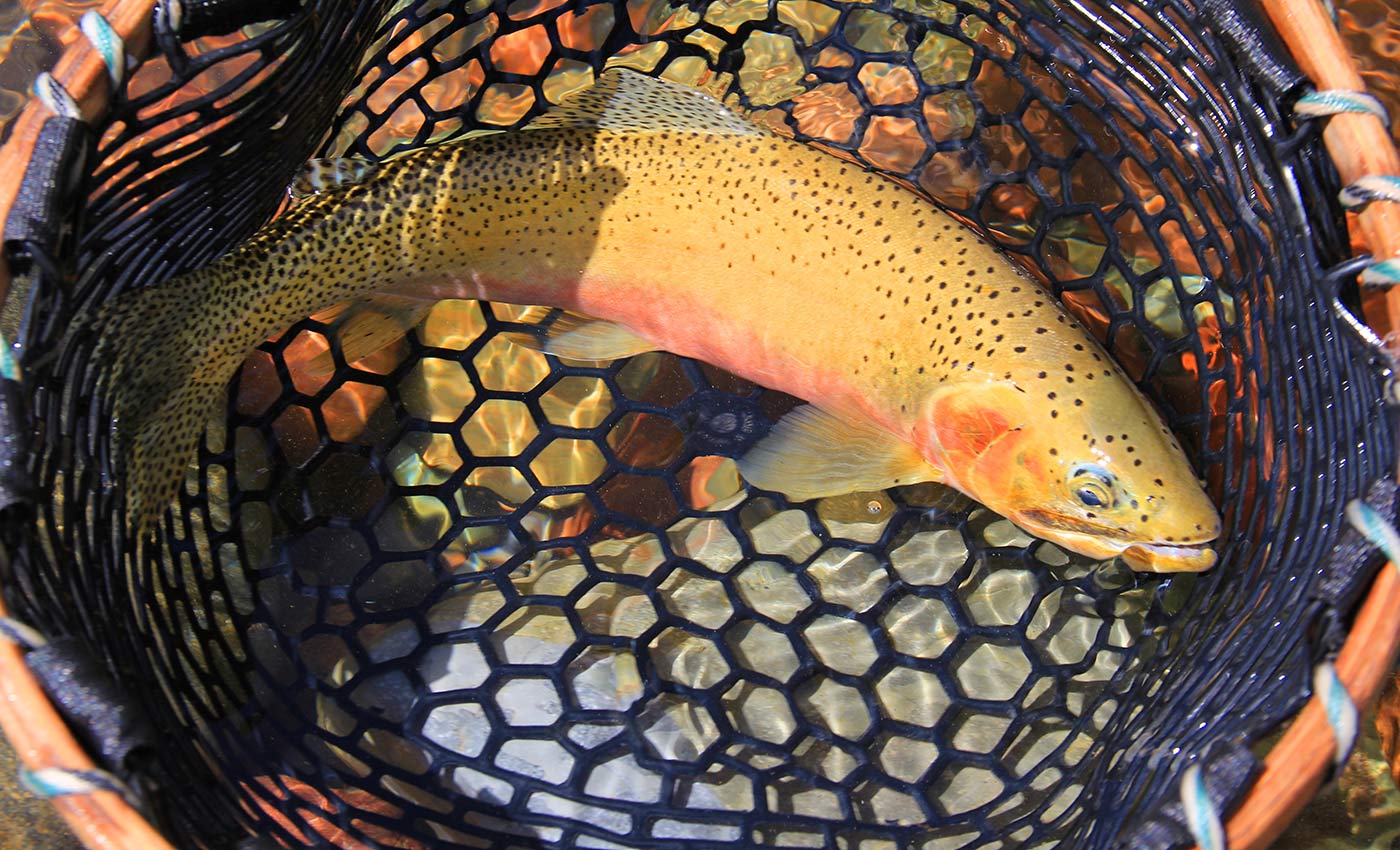 Cast for Montana's State Fish