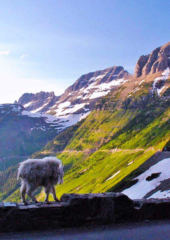 Going-To-The-Sun-Road #4: Glacier 2024 National Park