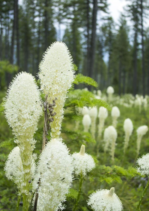 Bear grass deals