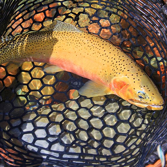 A westslope cutthroat trout in a net