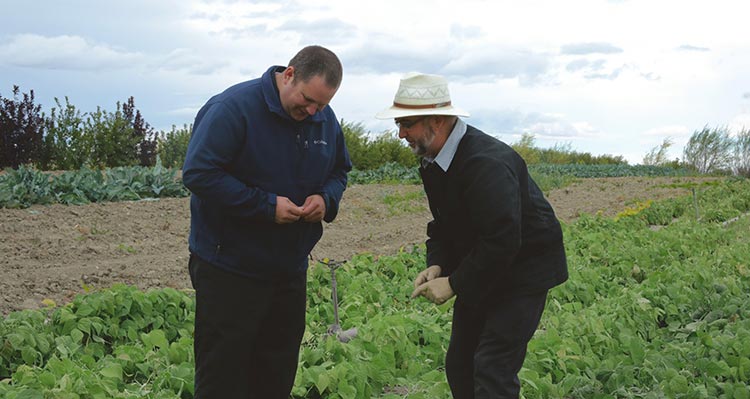 Two men stand in a vegetable field.
