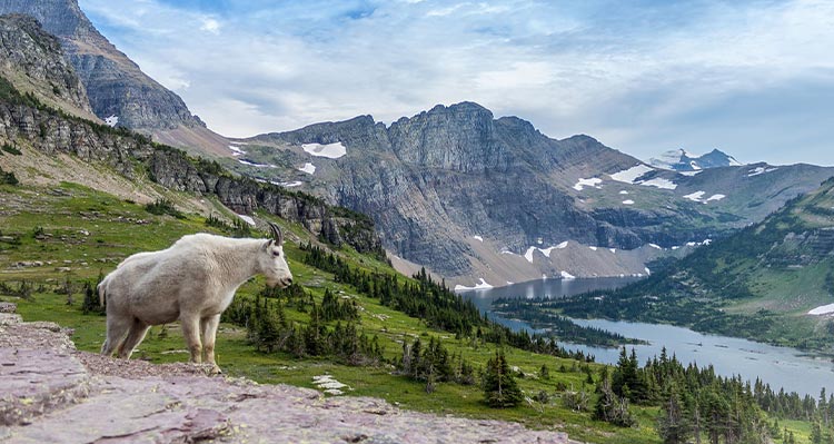 A mountain goat perched on a rock in a landscape of mountains and meadows.