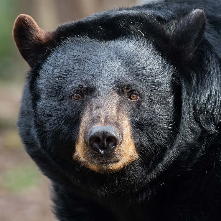 A close up view of a black bear.