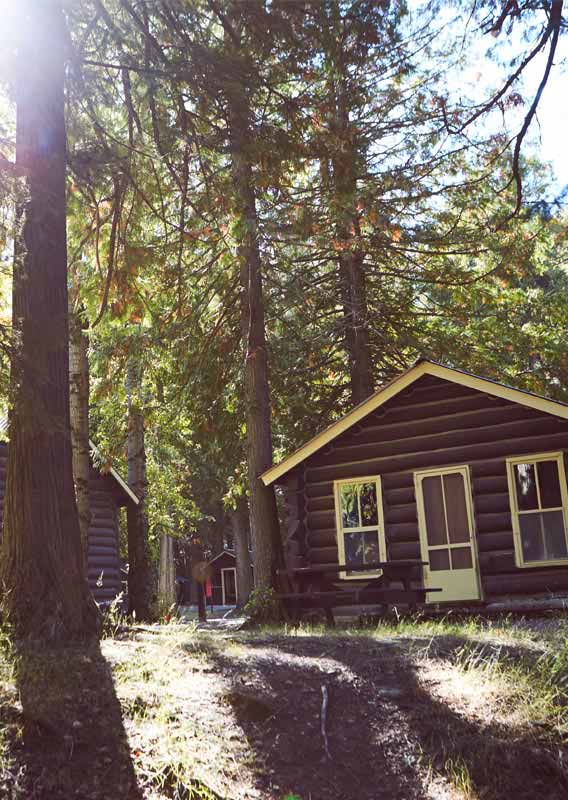 Wooden cabins in a forest of conifer trees.