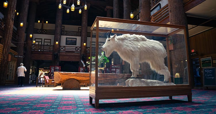 A taxidermy mountain goat in a glass display case in a large hotel lobby.