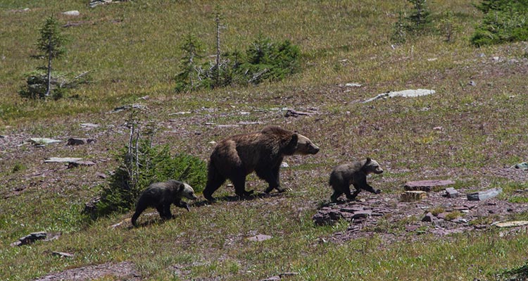 A mother bear walks across a meadow with two small cubs.
